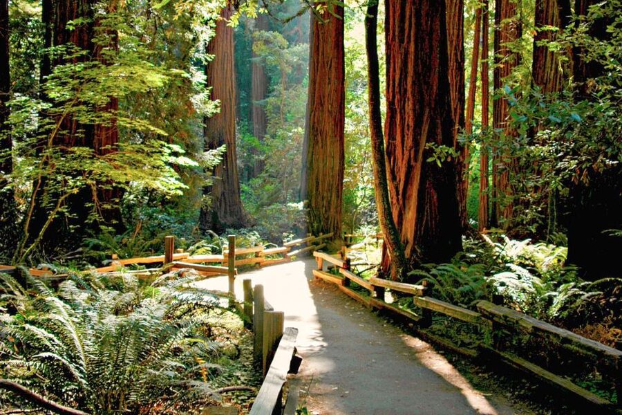 San Francisco: Muir Woods and Sausalito Half-Day Trip - Between Muir Woods and Sausalito: a short transfer with context