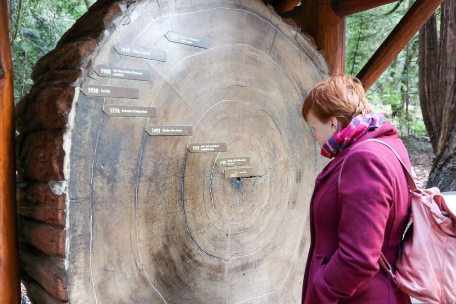 San Francisco: Muir Woods and Sausalito Half-Day Trip - Returning to San Francisco: mini-bus drop-off or ferry option