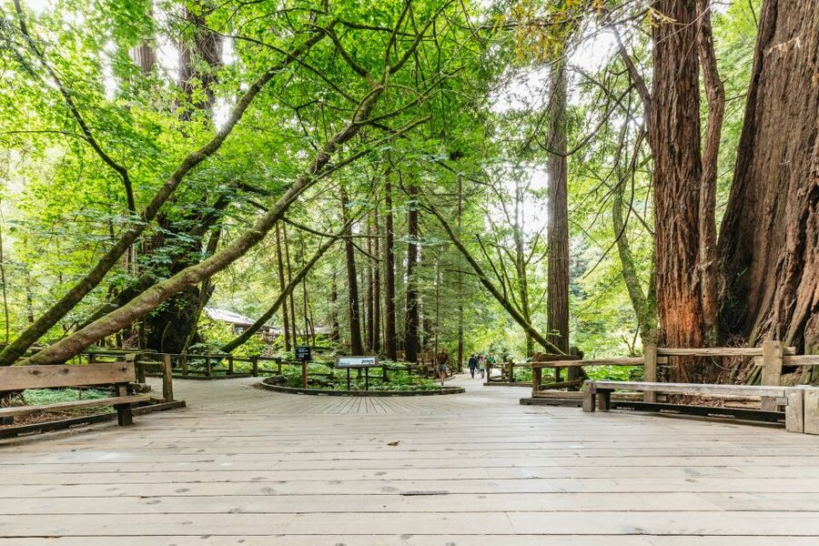 San Francisco: Muir Woods and Sausalito Small-Group Tour - Key Things to Know Before You Go
