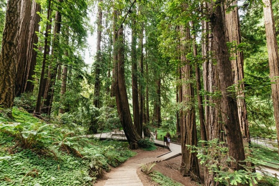 San Francisco: Muir Woods and Sausalito Small-Group Tour - A Small-Group Route Built Around the Golden Gate Views