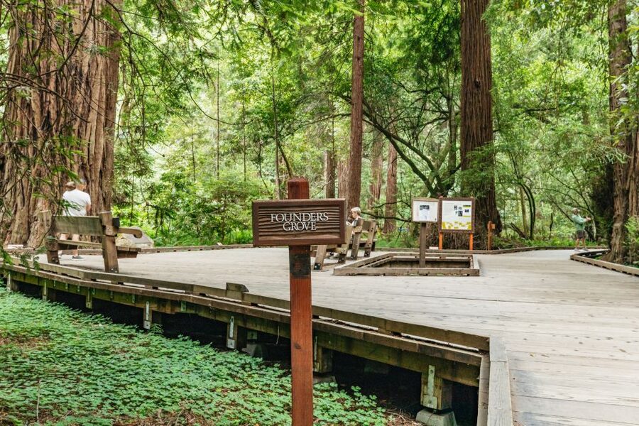 San Francisco: Muir Woods and Sausalito Small-Group Tour - Sausalito After the Trees: Art Shops, Cafes, and Bay Views