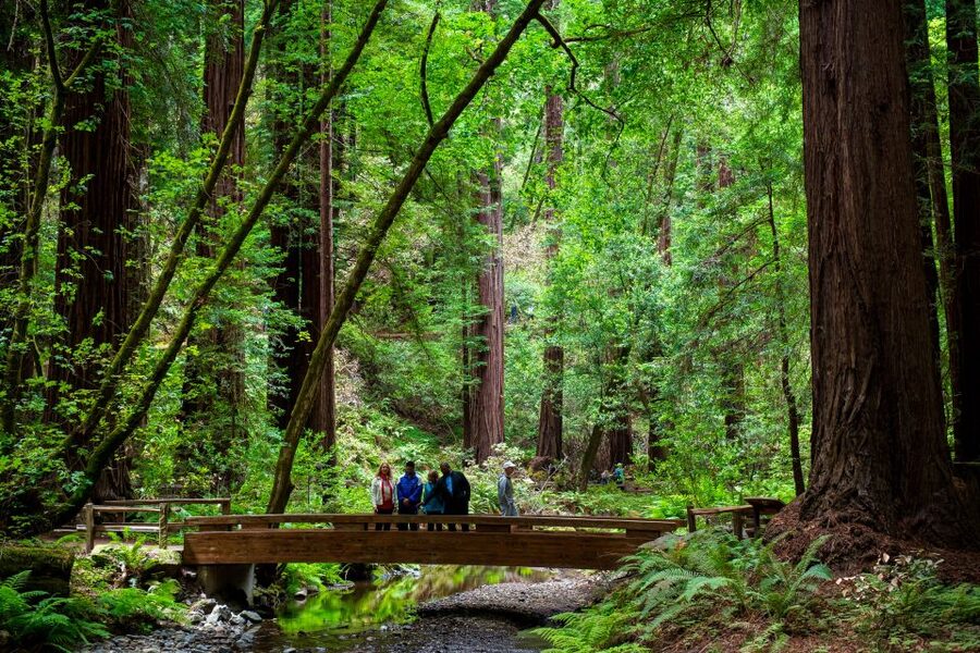 San Francisco: Muir Woods and Sausalito Tour with Admission - Price and value at about $89: what you are really buying