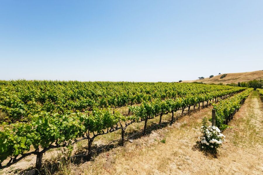 San Francisco: Muir Woods, Napa & Sonoma Valley Wine Tour - Sonoma Plaza Lunch Break: Pick Your Own Pace in 75 Minutes