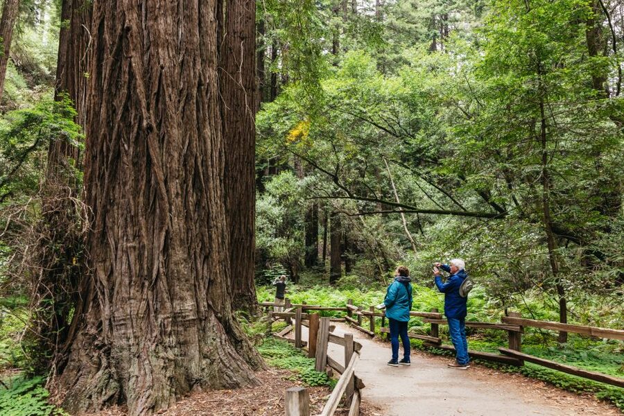 San Francisco: Muir Woods, Napa & Sonoma Valley Wine Tour - Muir Woods National Monument: What 75 Minutes Really Feels Like