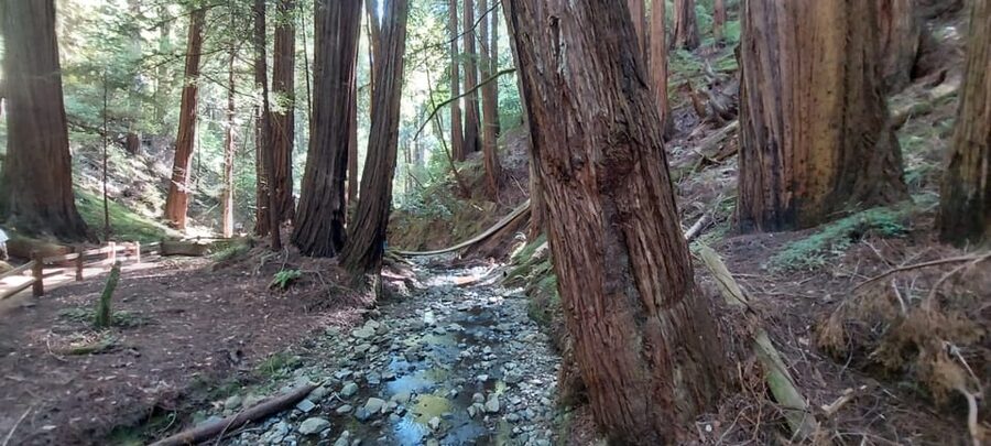 San Francisco: Muir Woods, Sausalito, & Alcatraz Night Tour - Sausalito for 1 hour, the right amount of time