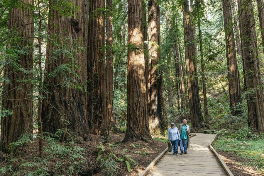 San Francisco: Muir Woods, Sausalito and SF Bay Cruise - Muir Woods National Monument: Your 90 Minutes With the Giants