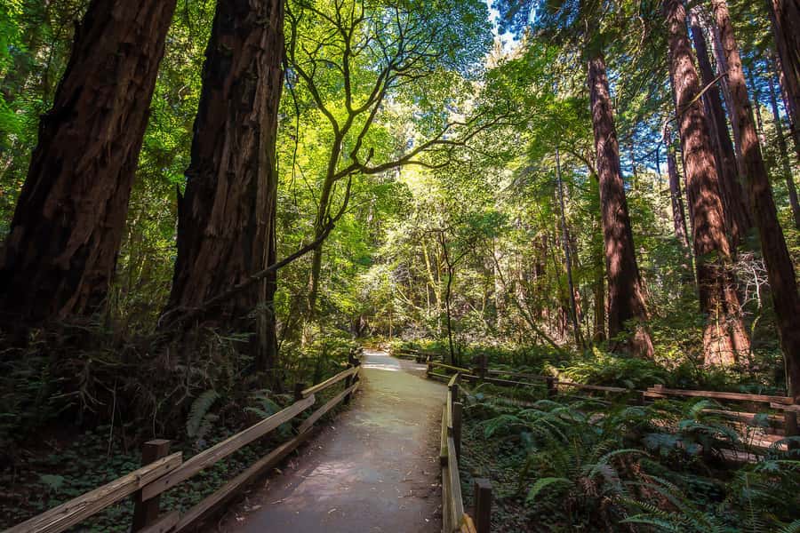 San Francisco: Muir Woods & Sausalito Tour w/Alcatraz Option - Muir Woods National Monument: 90 minutes among the tallest trees