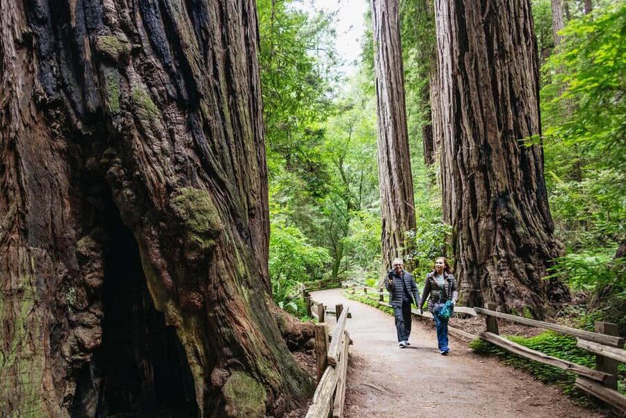 San Francisco: Muir Woods & Sausalito Tour with Ferry Option - The Muir Woods 90 minutes that actually works for real people