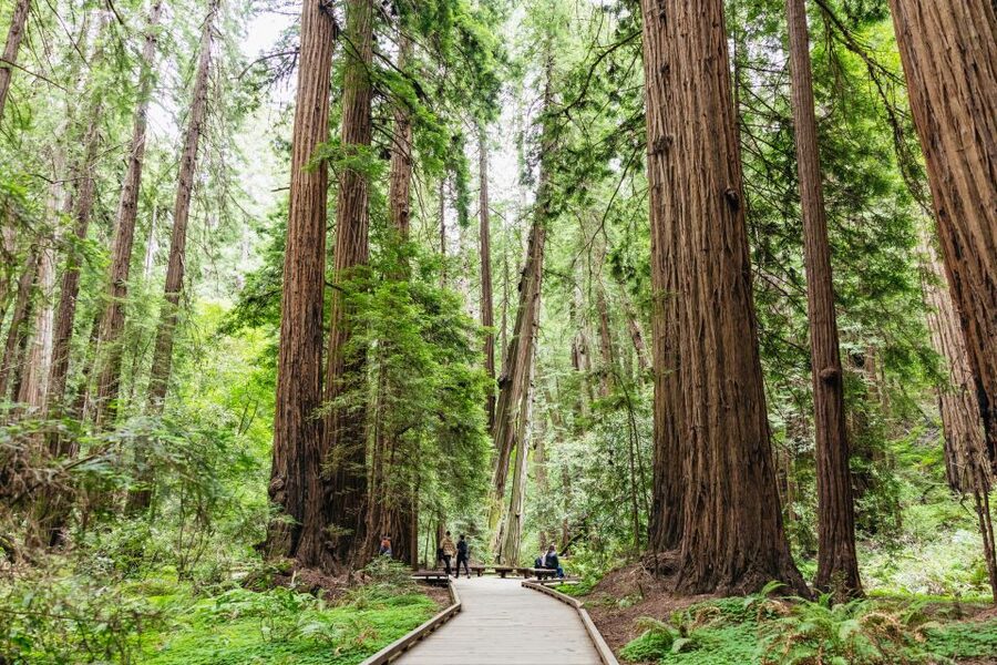San Francisco: Muir Woods & Sausalito Tour with Ferry Option - Ferry back to San Francisco: why the return feels like part two