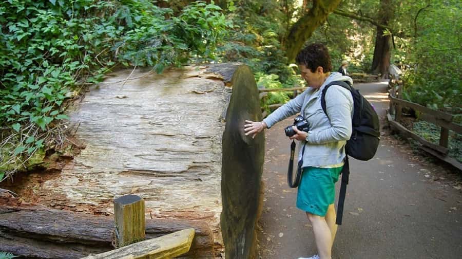 San Francisco: Muir Woods Tour & Golden Gate Bay Cruise - Key highlights at a glance