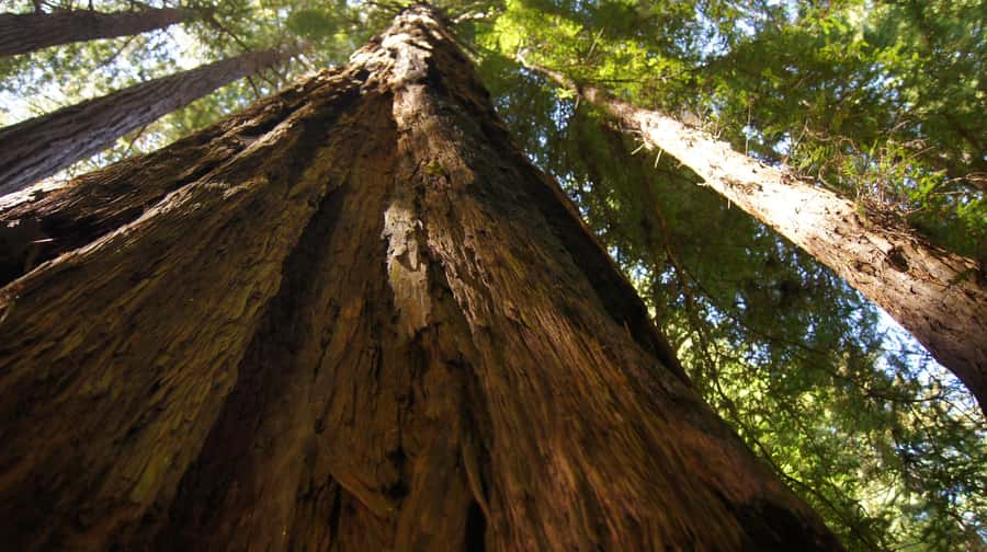 San Francisco: Muir Woods Tour & Golden Gate Bay Cruise - The luxury mini-bus ride out of the city (and what to do on it)