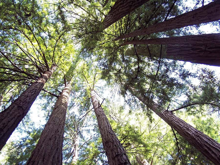 San Francisco: Muir Woods Tour & Golden Gate Bay Cruise - Meeting at Fisherman’s Wharf and setting expectations