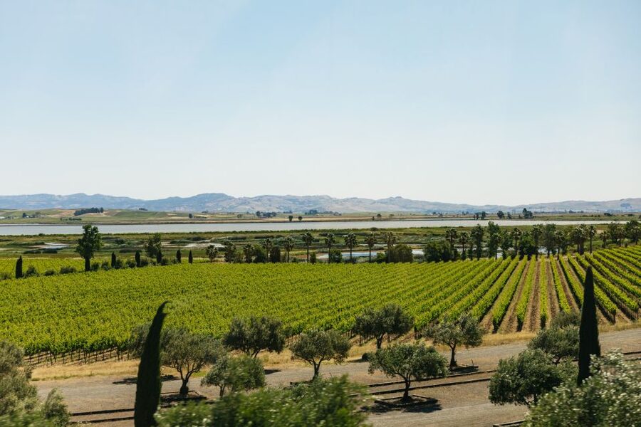 San Francisco: Napa and Sonoma Valley Wine Tour - Guides and driving: the part you feel in your day, not just your phone