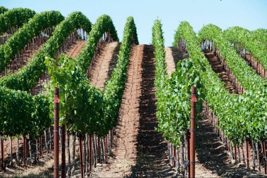 San Francisco: Napa Valley Half-Day Wine Tour with Tastings - From San Francisco to Napa Valley, the drive is part of the experience