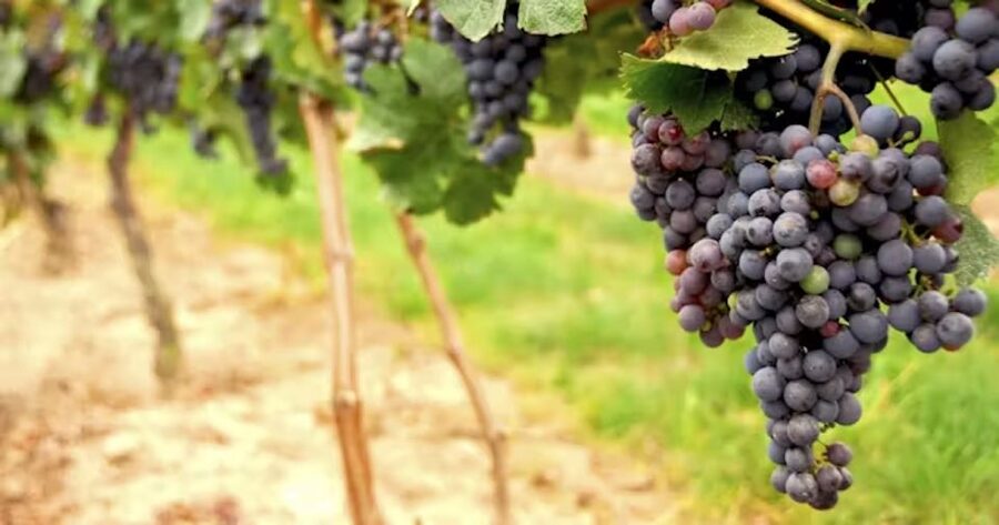 San Francisco: Napa Valley Half-Day Wine Tour with Tastings - San Francisco add-ons, a smart way to stretch value