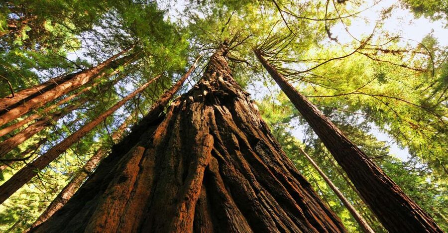 San Francisco: Private Muir Woods and Sausalito Tour - Key things you will notice on this tour