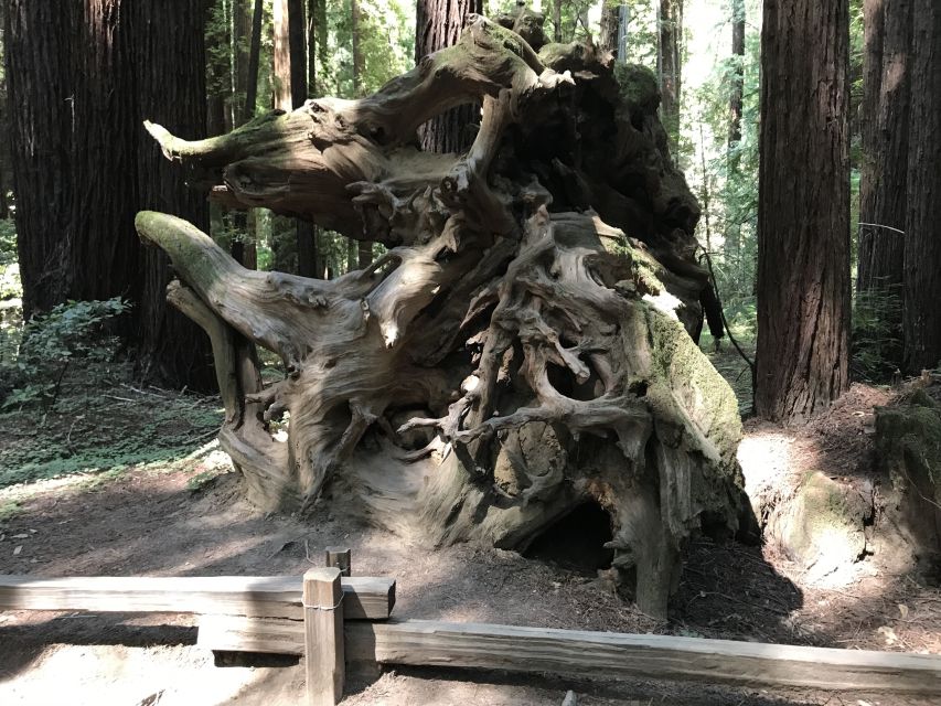 San Francisco: Private Muir Woods and Sausalito Tour - How the half-day is paced, and why it works