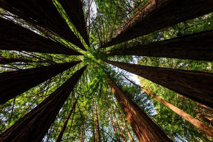 San Francisco: Private Muir Woods and Sausalito Tour - Entering Muir Woods: 90 minutes among the coastal redwoods
