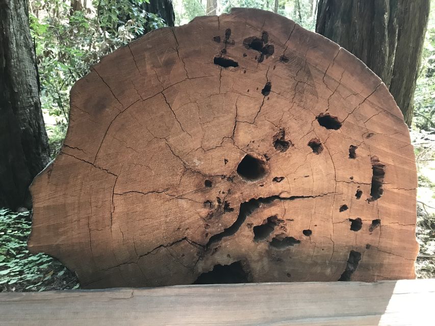 San Francisco: Private Muir Woods and Sausalito Tour - Sausalito on the Bay: scenic breaks and where your meal fits
