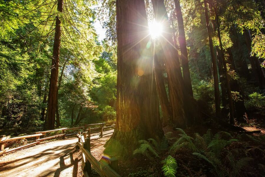 San Francisco: Private Muir Woods and Sausalito Tour - The guide experience: stories on the road, and real comfort in the van