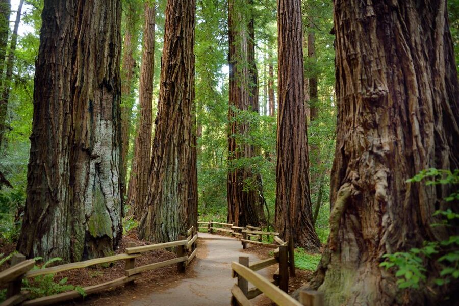 San Francisco: Private Muir Woods and Sausalito Tour - Price and value: who this $599 group tour makes sense for