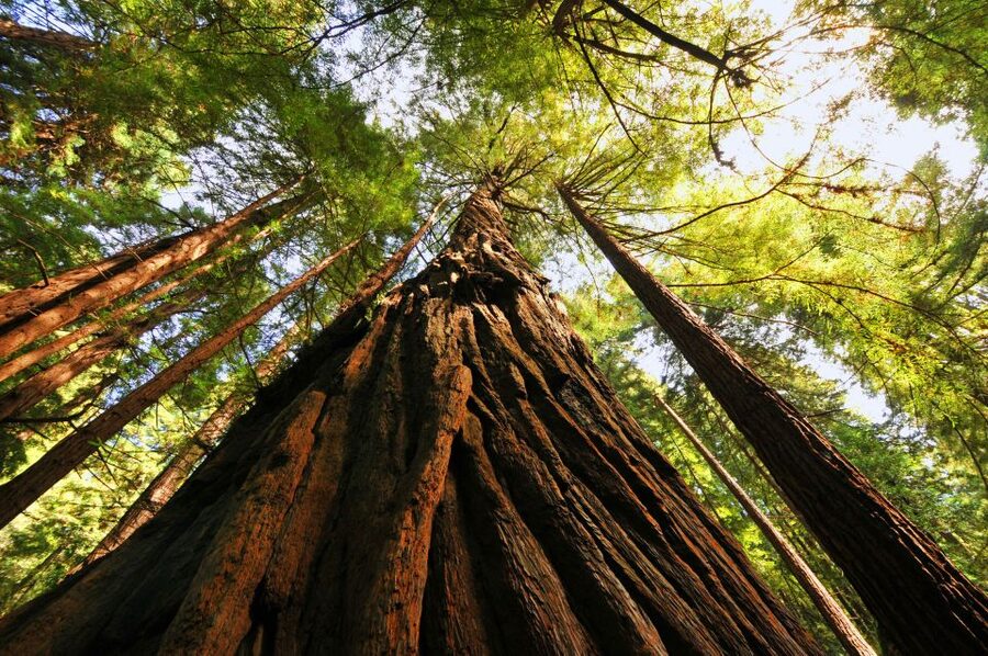 San Francisco: Private Muir Woods and Sausalito Tour - Timing, traffic, and weather: the real Bay Area variable