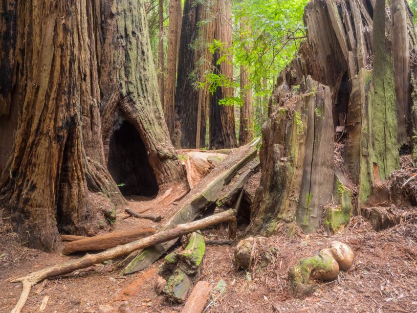 San Francisco: Private Muir Woods and Sausalito Tour - What this tour is best for (and who might want something else)