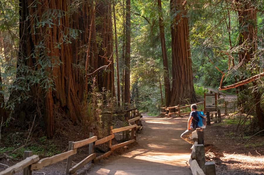 San Francisco: Redwood & Wine Country Tour with Lunch & Wine - Key highlights to look forward to
