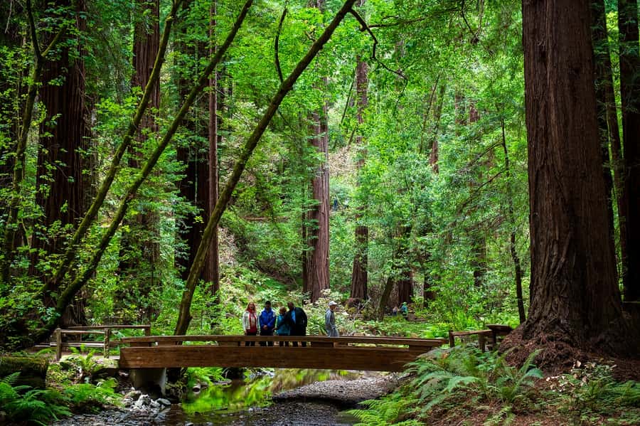 San Francisco: Redwood & Wine Country Tour with Lunch & Wine - Sonoma Plaza lunch and tasting: the first taste stop that sets the tone