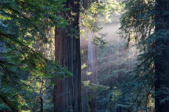 San Francisco Super Saver: Grand City Tour plus Muir Woods & Sausalito Day Trip - Twin Peaks and the hills view check