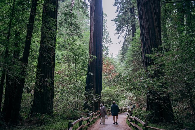 San Francisco Super Saver: Muir Woods & Wine Country w/ optional Gourmet Lunch - Mayo Family Winery: Small-Batch, Single-Vineyard Style
