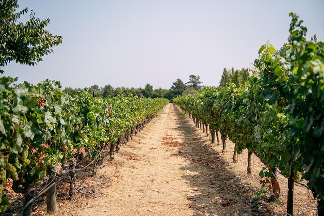 San Francisco Super Saver: Muir Woods & Wine Country w/ optional Gourmet Lunch - The Guide Makes or Breaks the Day