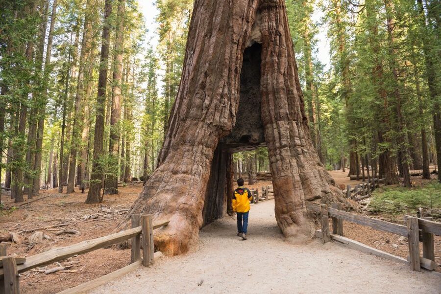 San Francisco to/from Yosemite National Park: 1-Way Transfer - Key things to know before you go