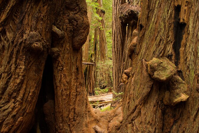 San Francisco to Muir Woods Shuttle - Fort Point National Historic Site, plus a useful bathroom break
