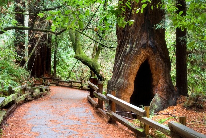 San Francisco to Muir Woods Shuttle - Muir Woods National Monument: how to use your 1 hour 30 minutes