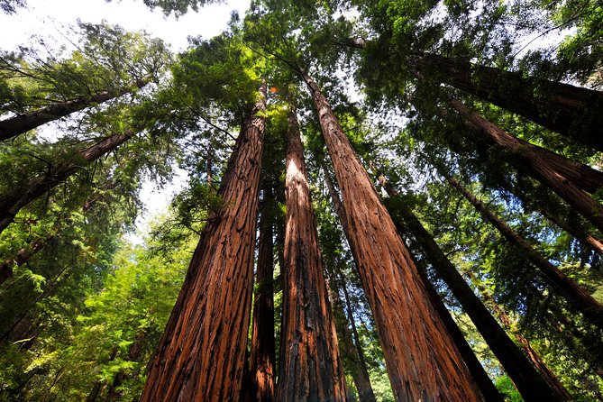 San Francisco to Muir Woods Shuttle - Sausalito waterfront ending: best for morning departures
