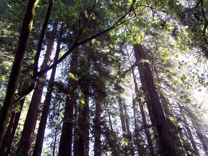 SF: Guided Muir Woods Tour & Hop-On Hop-Off Tour (Save 15%) - Getting There from Fisherman’s Wharf: The Easy Part