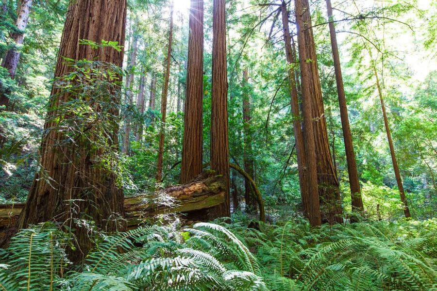 SF: Muir Woods, Sausalito, Golden Gate Bridge Private Tour - Key Things I’d Plan Around on This Tour