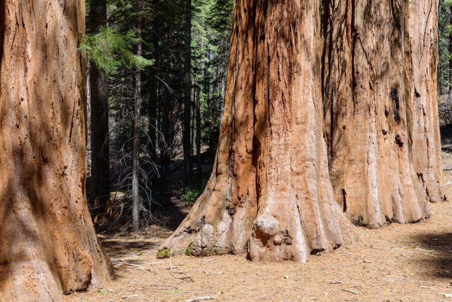 SF: Muir Woods, Sausalito, Golden Gate Bridge Private Tour - Muir Woods National Monument: Redwood Creek and Real Forest Air