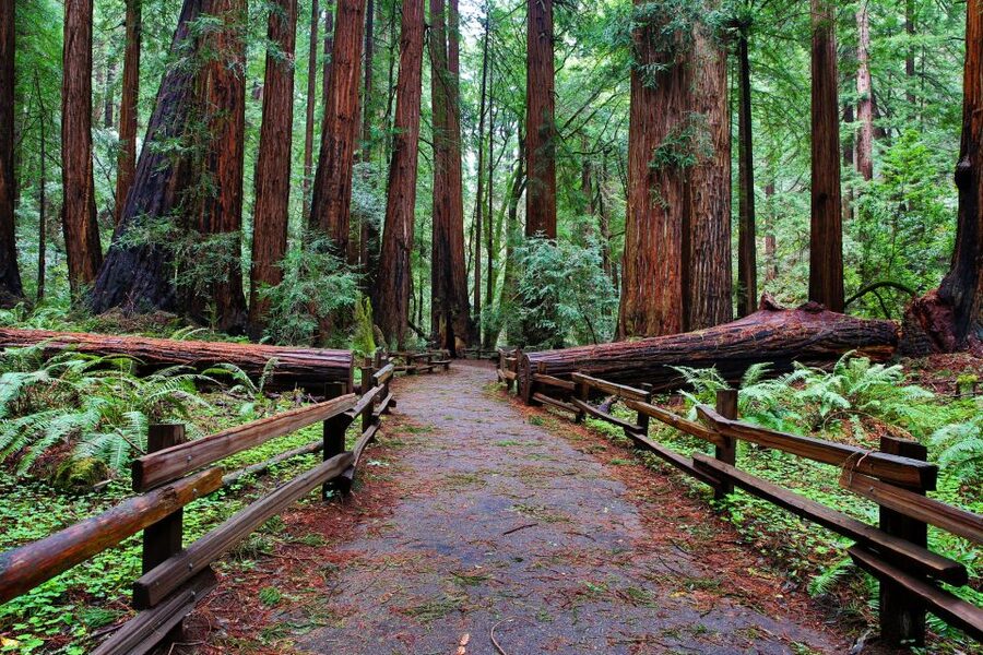 SF: Muir Woods, Sausalito, Golden Gate Bridge Private Tour - Sausalito’s Pastel Streets: The Charming Coast Break