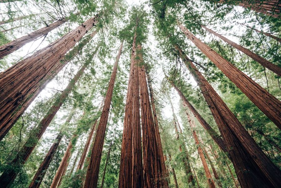 SF: Muir Woods, Sausalito, Golden Gate Bridge Private Tour - The Car, Comfort, and Timing: What the 4 Hours Really Means