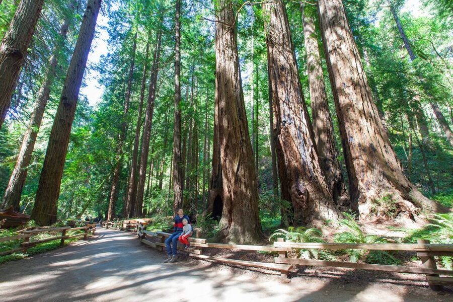 SF: Muir Woods, Sausalito, Golden Gate Bridge Private Tour - What to Bring for a Smooth Day