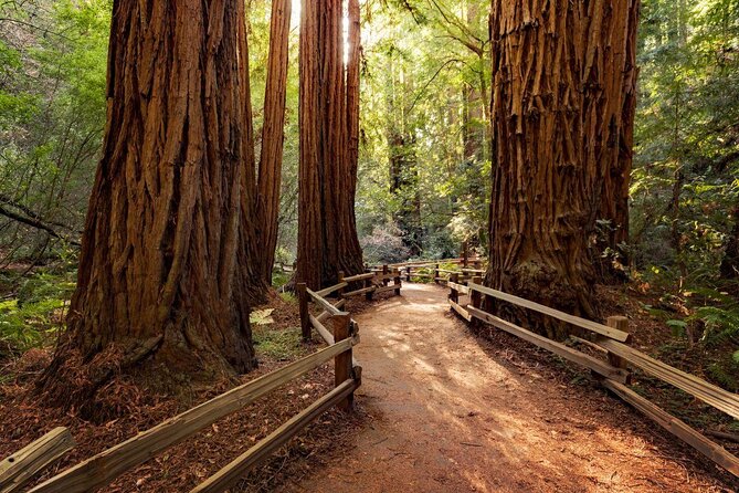 Shore Excursion from SF: Guided Tour to Muir Woods and Sausalito - Key highlights to know before you go