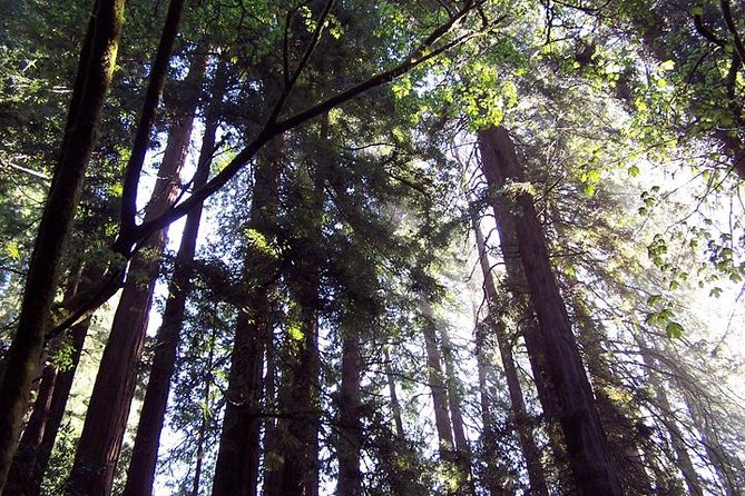Shore Excursion from SF: Guided Tour to Muir Woods and Sausalito - A Half-Day That Makes San Francisco Feel Logical