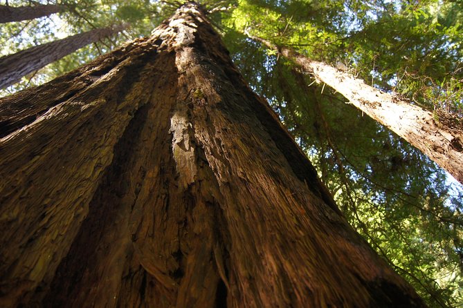 Shore Excursion from SF: Guided Tour to Muir Woods and Sausalito - Groups, Comfort, and the Kind of Guide You Hope For