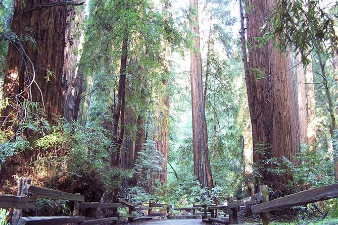 Shore Excursion from SF: Guided Tour to Muir Woods and Sausalito - Muir Woods National Monument: 1.5 Hours Among Coastal Redwoods