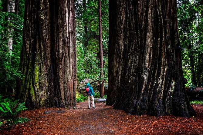 Small-Group Giant Redwoods and Russian River Wine Country Trip - Who this is best for, and who should consider something else