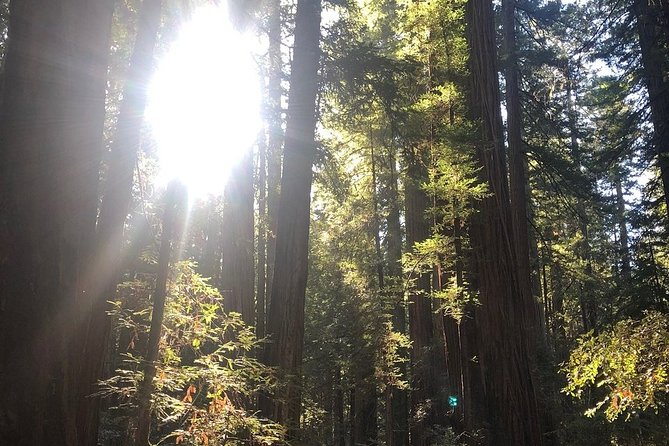 Small-Group Giant Redwoods and Russian River Wine Country Trip - Armstrong Redwoods State Natural Reserve: tall, old trees without the crush