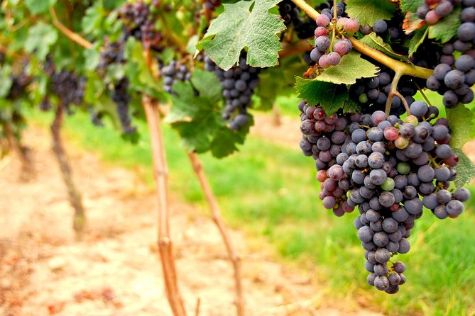 Small Group Napa and Sonoma Full-Day Wine Tour from San Francisco - Leaving the driving to someone else
