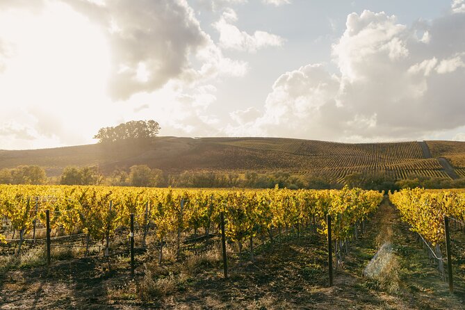 Small Group: Ultimate Napa & Sonoma Wine Tour from San Francisco - Group Size, Van Comfort, and What the 9 Hours Feels Like